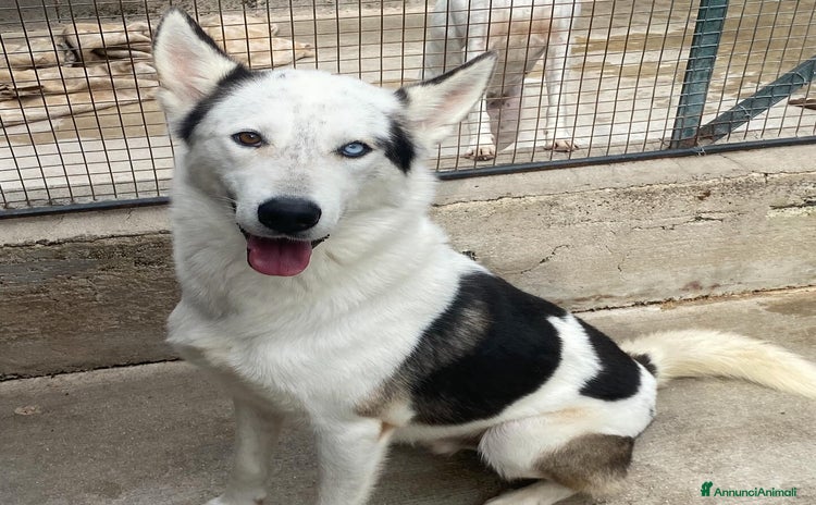 Husky cani a Provincia di Latina - Annuncio 3