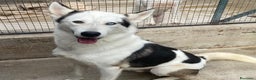 Husky cani in regalo: BLADE bellissimo incrocio HUSKY cerca adozione a Provincia di Latina - Annuncio 1