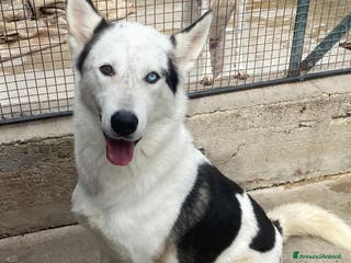 Husky cani BLADE bellissimo incrocio HUSKY cerca adozione a Provincia di Latina - Annuncio 3