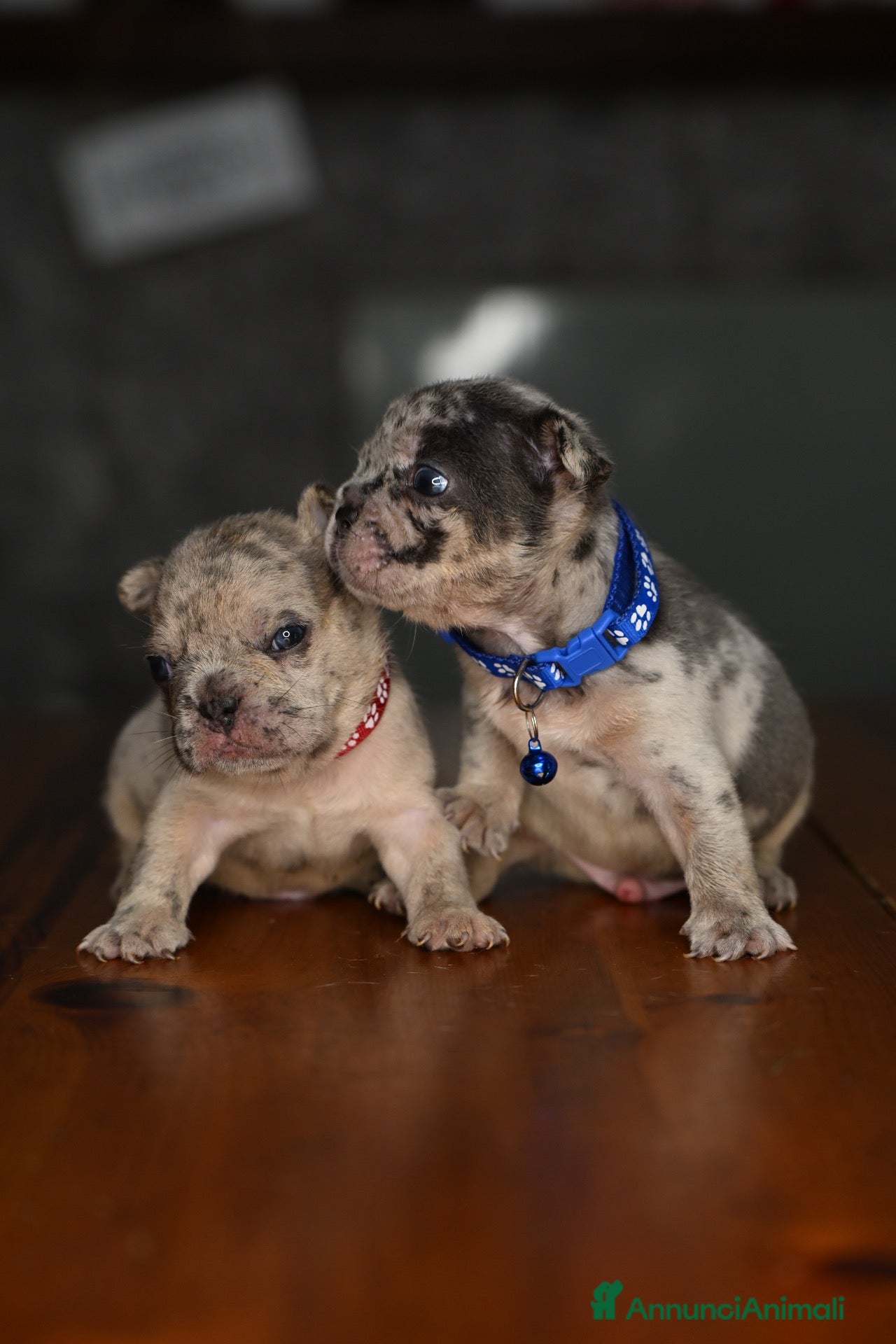 Bulldog Francese cani Cuccioli di bulldog francese - Annuncio 1