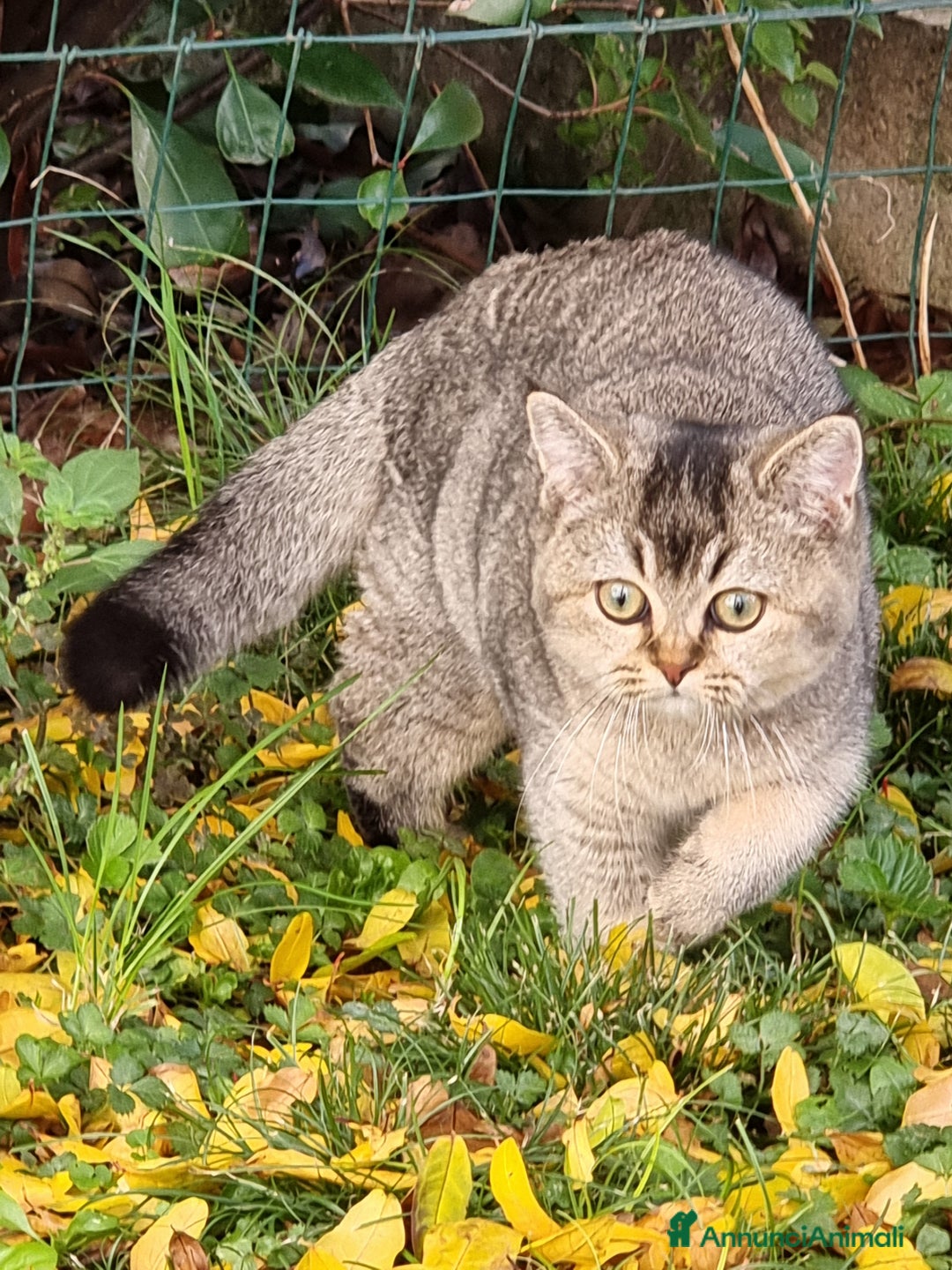 Scottish gatti in vendita: Scottish Straight con Pedigree  - Annuncio 2