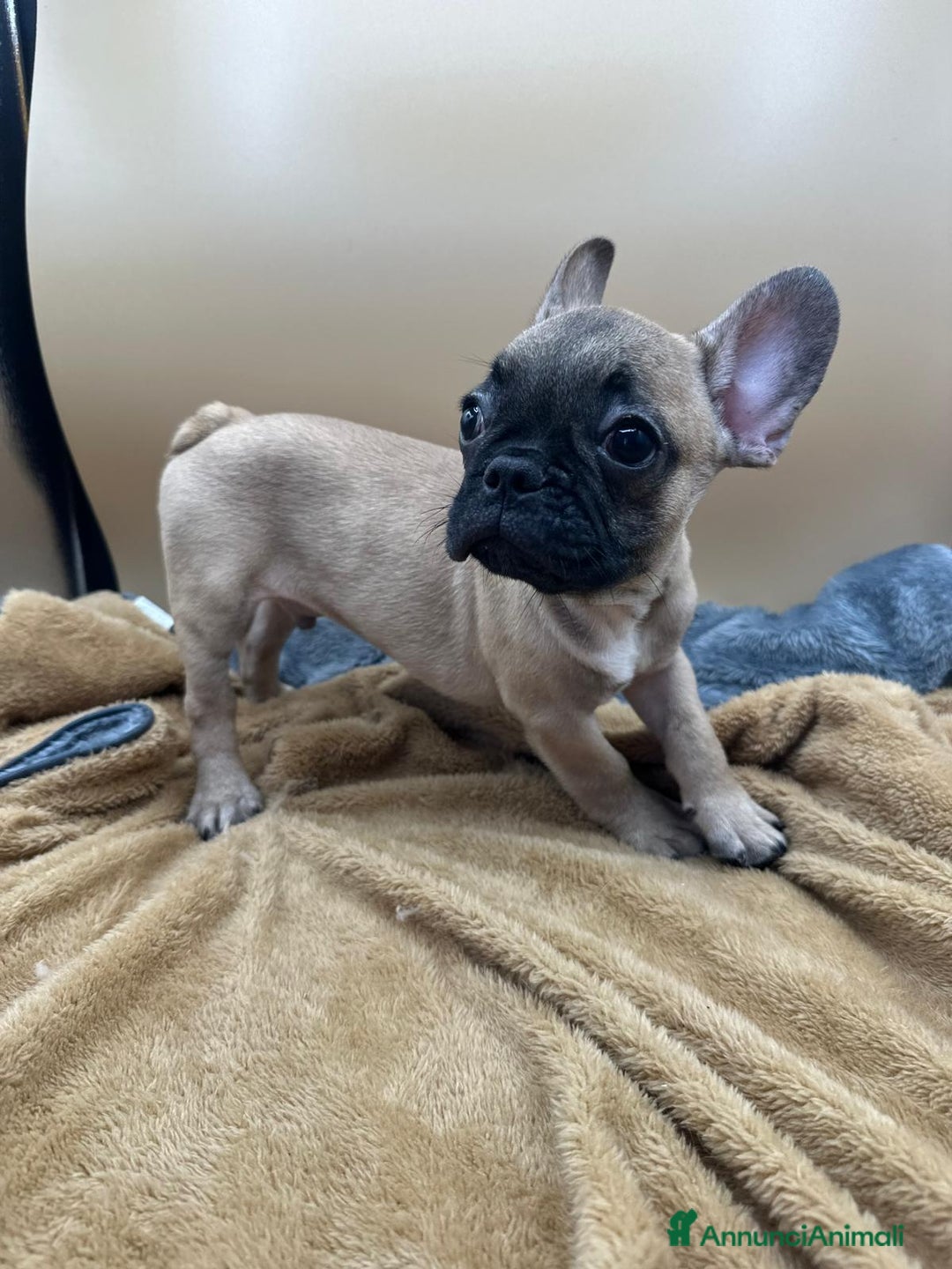 Bulldog Francese cani in vendita: Bouledogue Francese con Pedigree - Annuncio 7