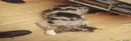 Meticcio cani in vendita: Pepe cucciolo F1 Australian Sheperd+Border Collie - Annuncio 3