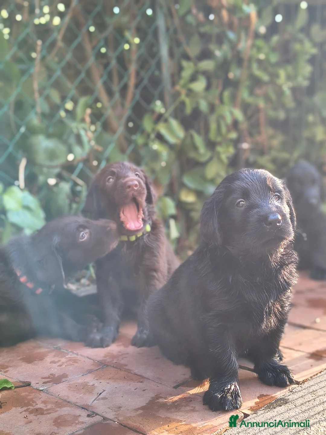 Flat Coated cani in vendita: Cuccioli flat coated retriever  - Annuncio 2