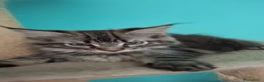 Maine Coon 2