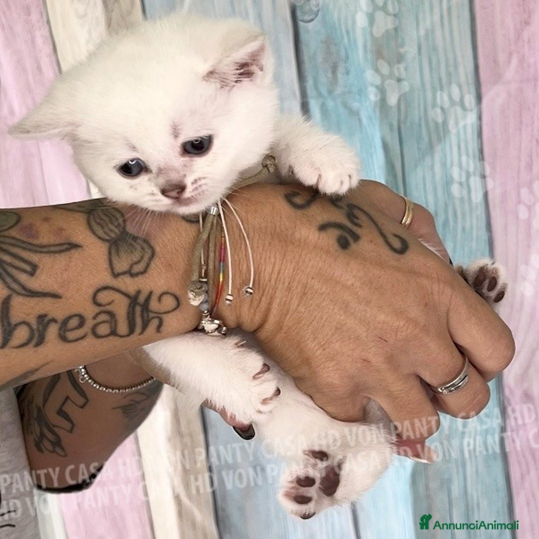 British gatti in vendita: Cuccioli British Shorthair  - Annuncio 2