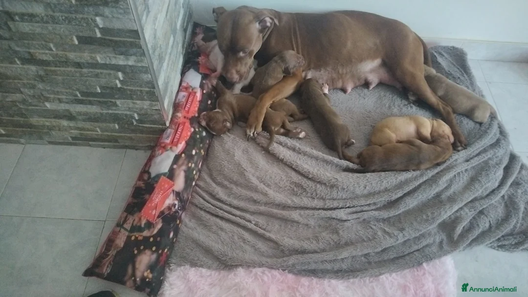 Pitbull cani in vendita: American Pitbull  UKC Terrier Red Nouse - Annuncio 2
