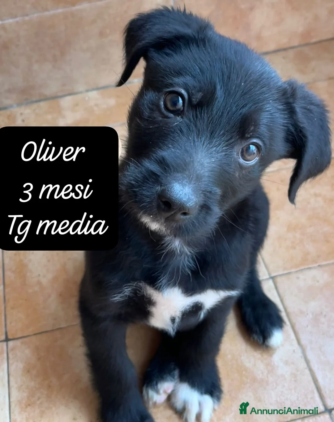 Meticcio cani in regalo: Cuccioli cercano urgentemente famiglia  a Provincia di Monza e della Brianza - Annuncio 10