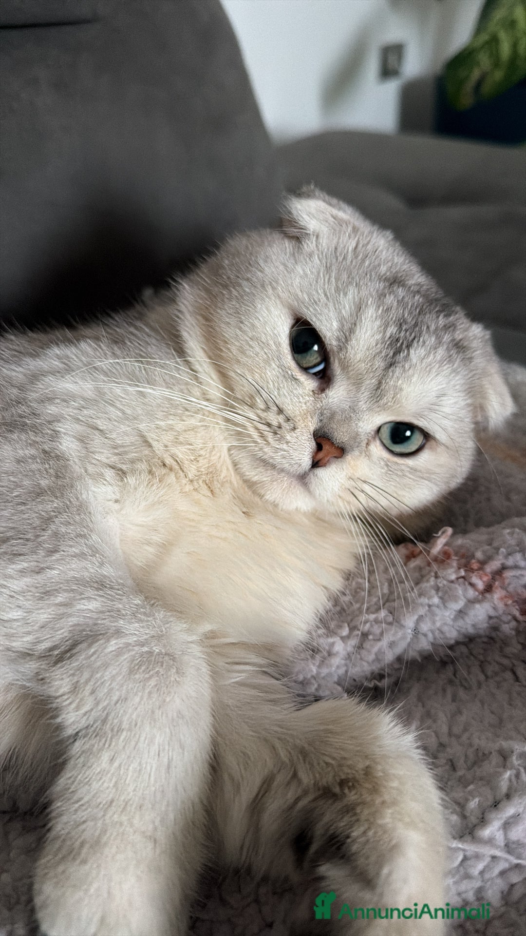 Scottish gatti per accoppiamento: Cerco femmina scottish straight per accoppiamento - Annuncio 1