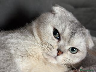 Scottish gatti Cerco femmina scottish straight per accoppiamento - Annuncio 3