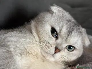 Scottish gatti Scottish fold disponibile per accoppiamento - Annuncio 2