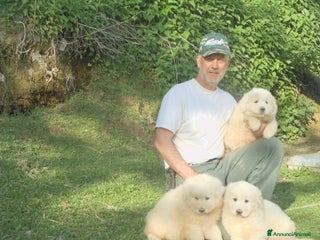 Pastore Maremmano cani cuccioli di pastore maremmano abruzzese - Annuncio 4