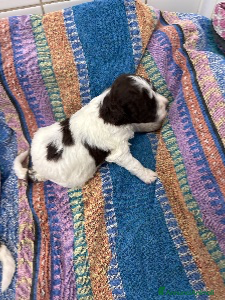 Lagotto cani Cuccioli Lagotto Romagnolo - Annuncio 2