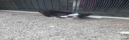Boston Terrier cani in vendita: Cuccioli di Boston terrier con pedigree  - Annuncio 3