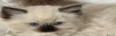 Ragdoll Gattino 4