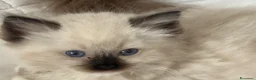 Ragdoll gatti in vendita: Ragdoll - Annuncio 4