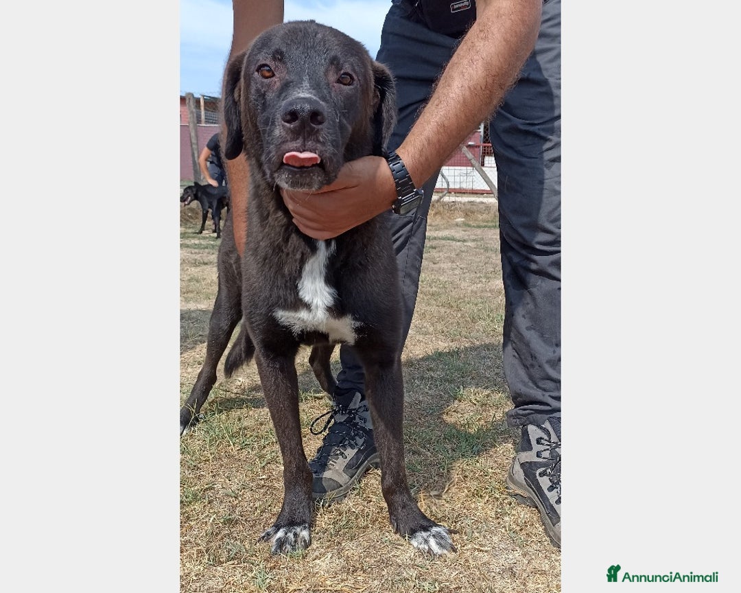 Meticcio cani in regalo: Reza, giovane cagnolone affettuoso e buono chiuso  a Latina - Annuncio 1