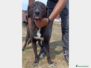 Meticcio cani Reza, giovane cagnolone affettuoso e buono chiuso a Latina - Annuncio 11