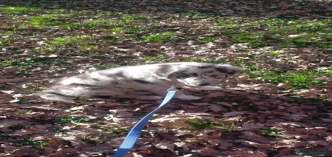 Immagine della galleria {{count}}