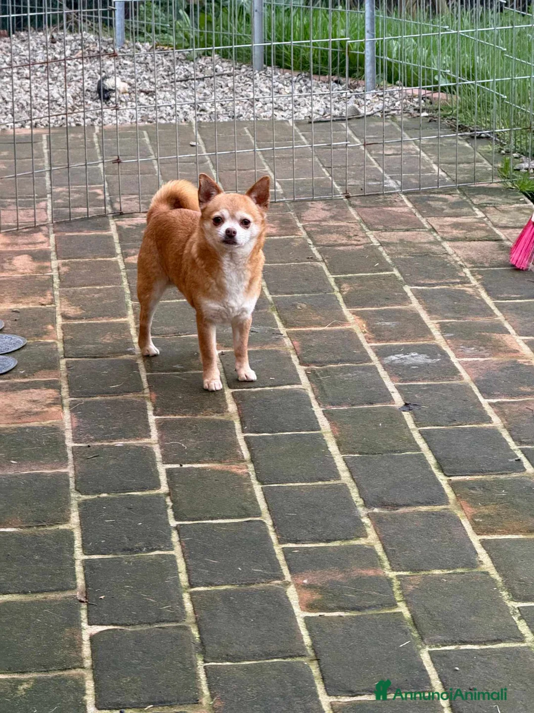 Chihuahua cani in regalo: MANDARINO, CHIHUAHUA fifoncello - Annuncio 9