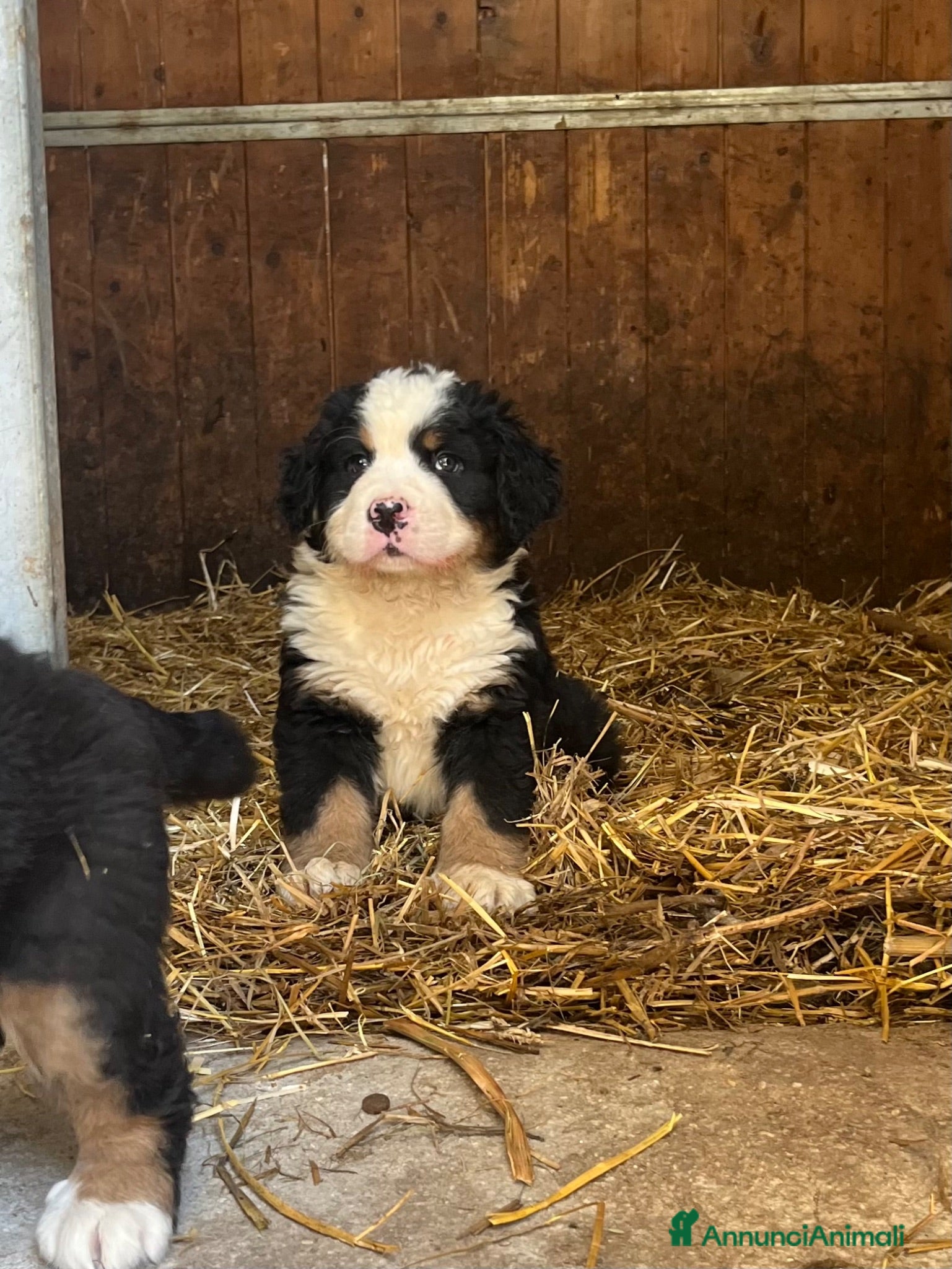 Bovaro del Bernese cani Cucciolo bovaro del bernese  - Annuncio 33