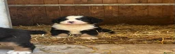 Bovaro del Bernese cani in vendita: Cucciolo bovaro del bernese  a Provincia di Salerno - Annuncio 1