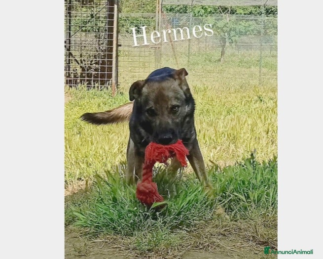 Meticcio cani Hermes, dolcissimo, taglia media  a Roma - Annuncio 6