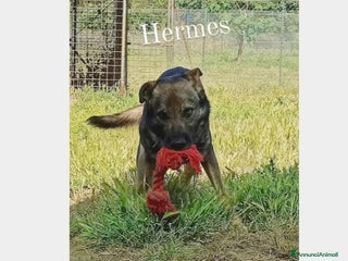 Meticcio cani Hermes, dolcissimo, taglia media a Roma - Annuncio 16