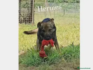 Meticcio cani Hermes, dolcissimo, taglia media a Roma - Annuncio 20