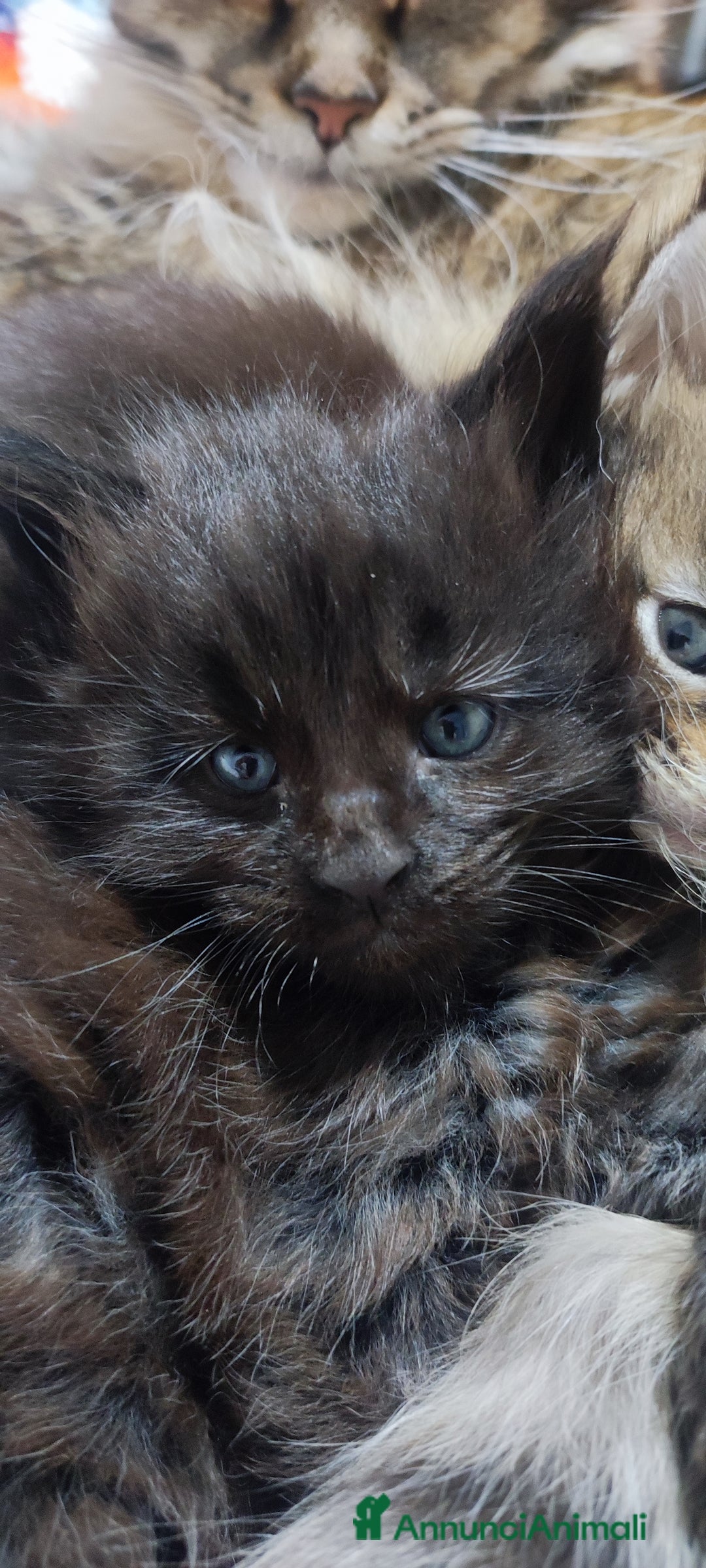 Maine Coon gatti in vendita: Coppia di Maine coon  - Annuncio 8