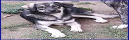 Meticcio cani in regalo: ZANZARA CUCCIOLOTTA 6-7 MESI VUOLE SOLO UNA MAMMA - Annuncio 4
