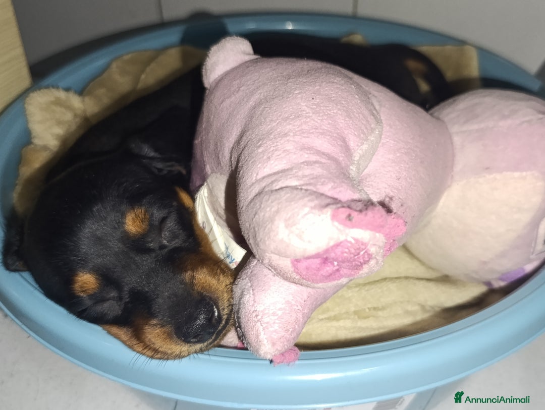 Bassotto cani in vendita: Bassotti - Immagine 3