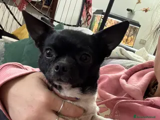Chihuahua cani Chihuahua - Annuncio 1