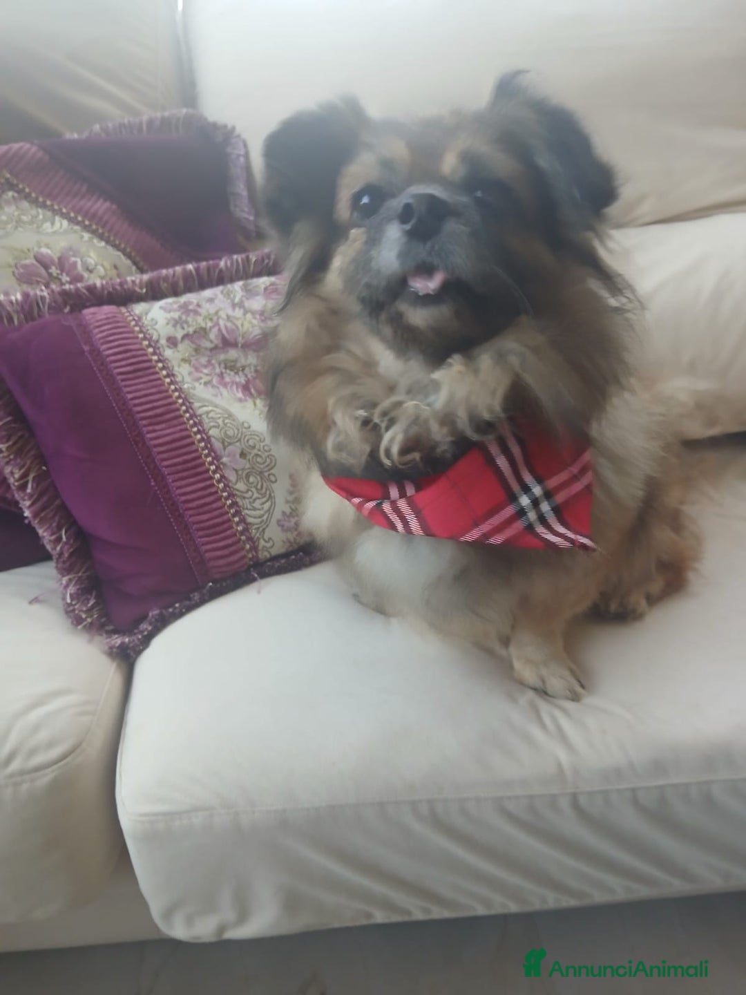 Pechinese cani in regalo: Peggy, splendida pechinese - Annuncio 5