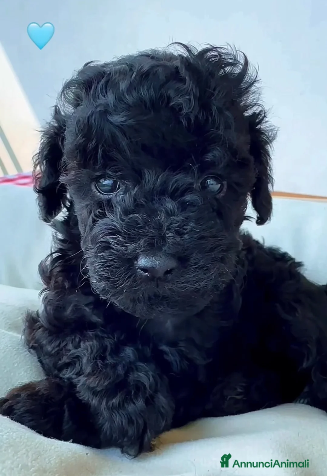 Barboncino cani in vendita: Stupendo barboncino toy ❤️ - Annuncio 1
