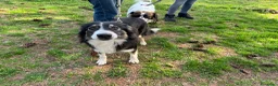 Border Collie cani in regalo: Splendida Border Collie - MILA - Annuncio 14