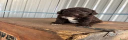 Lagotto cani in vendita: Cuccioli di lagotto romagnolo  a Provincia di Forlì-Cesena - Annuncio 11