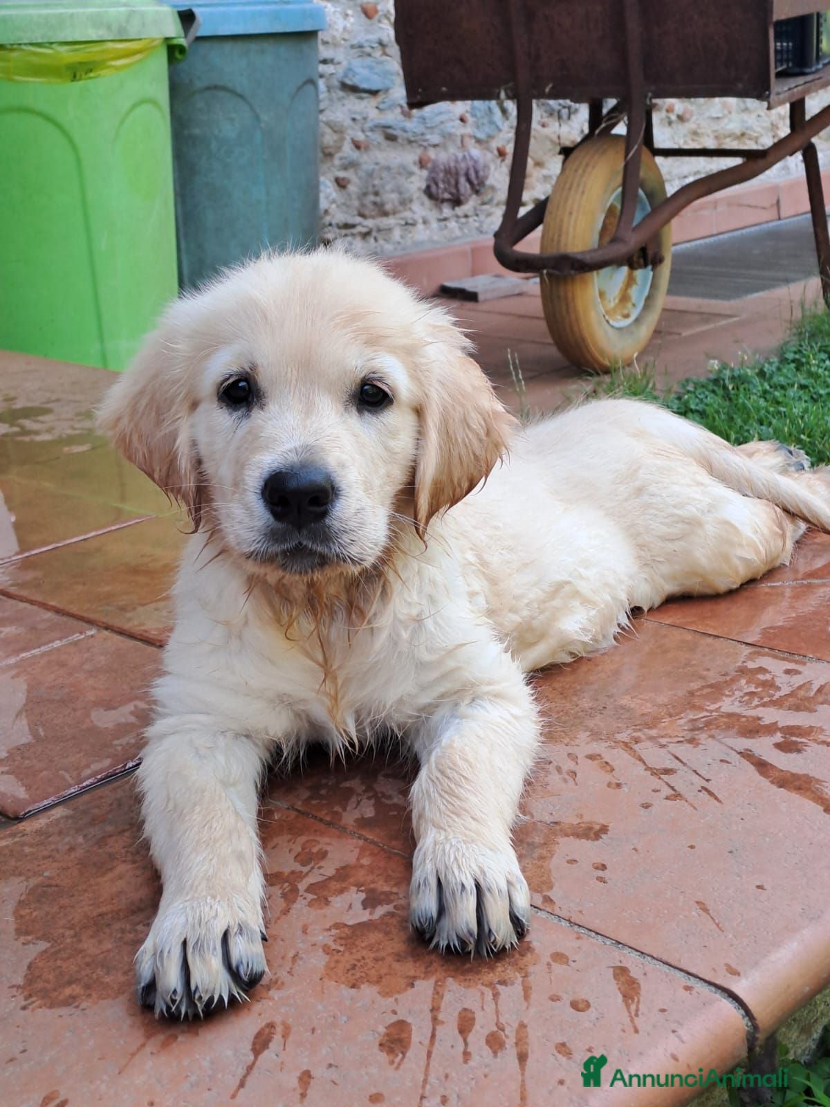 Golden Retriever cani Femmina e maschio Golden retriever  - Annuncio 1