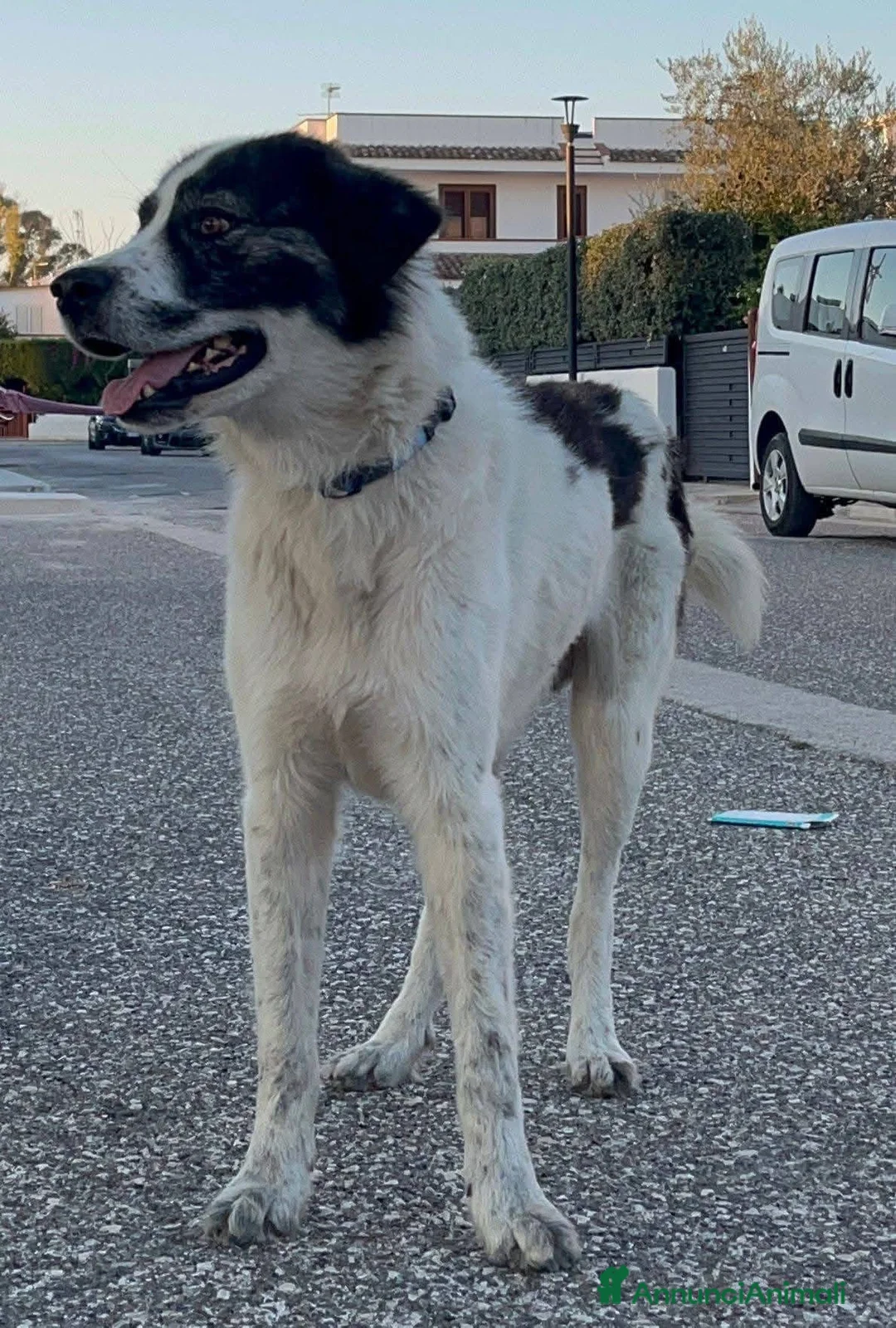 Pastore del Caucaso cani in regalo: Aslan - Annuncio 6