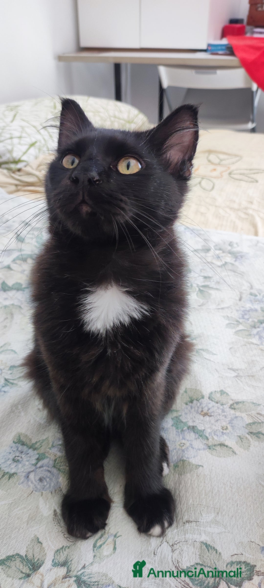 Maine Coon gatti in vendita: Maine coon - Annuncio 6