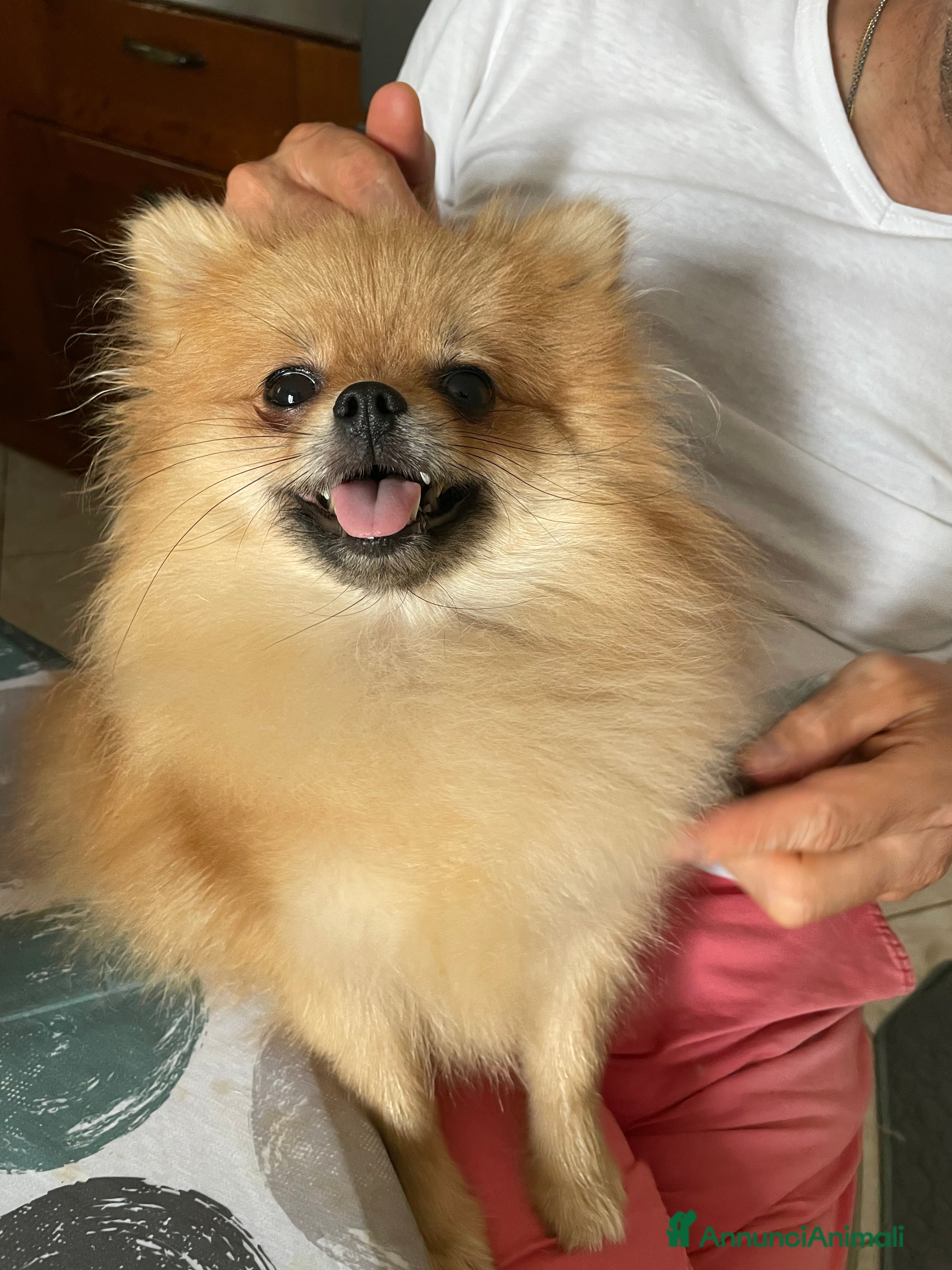 Volpino Pomerania cani Spitz nano femmina - Annuncio 1