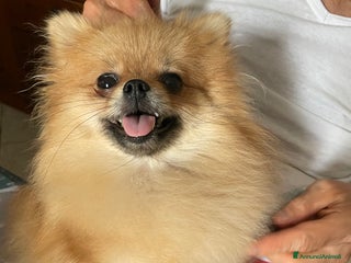 Volpino Pomerania cani Spitz nano femmina - Annuncio 1