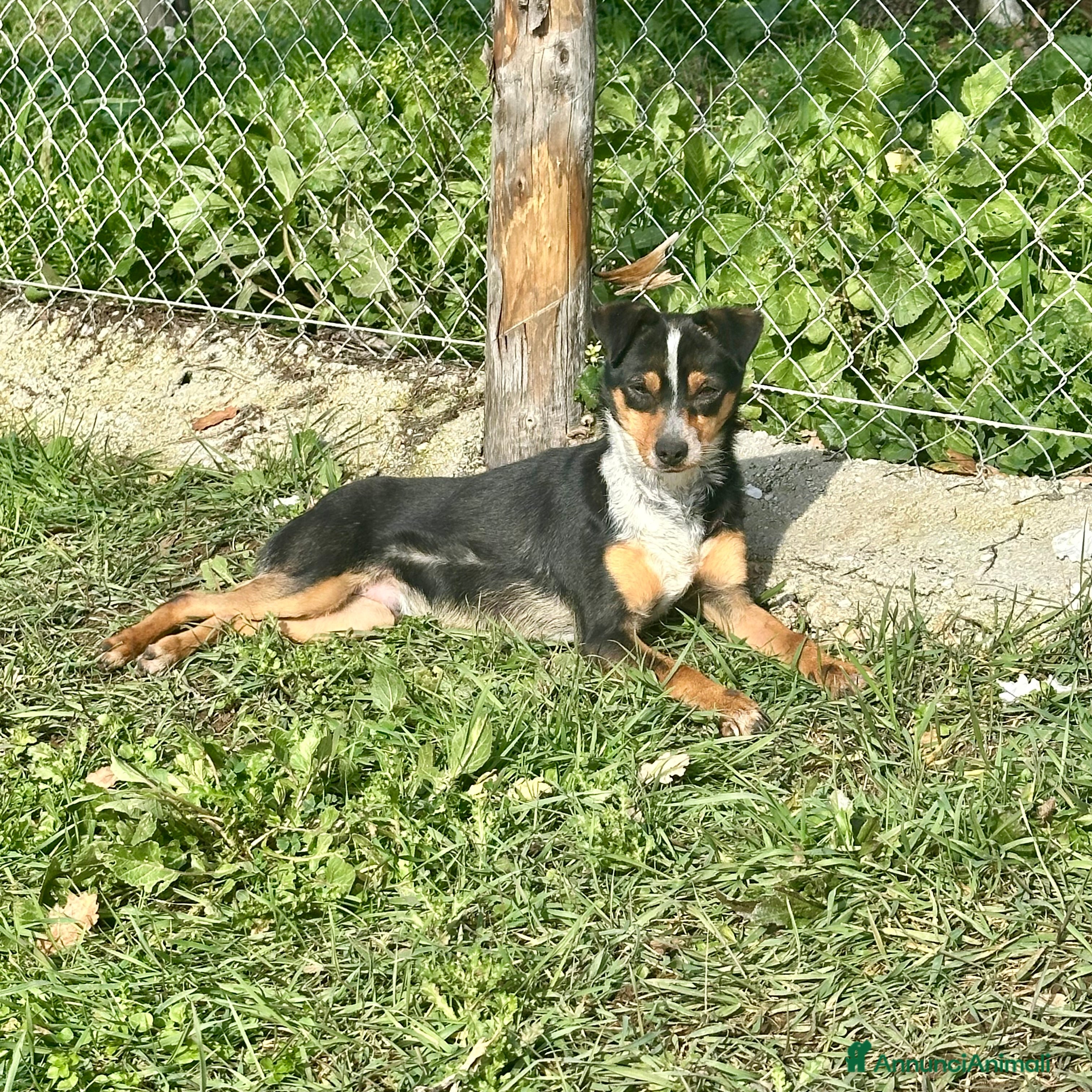 Meticcio cani Otto piccolo guerriero  - Annuncio 5