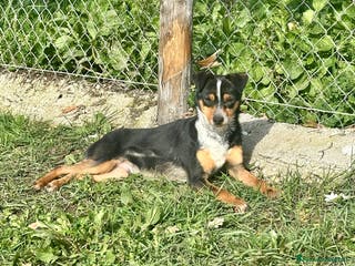 Meticcio cani Otto piccolo guerriero - Annuncio 5