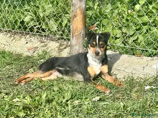 Meticcio cani Otto piccolo guerriero - Annuncio 13