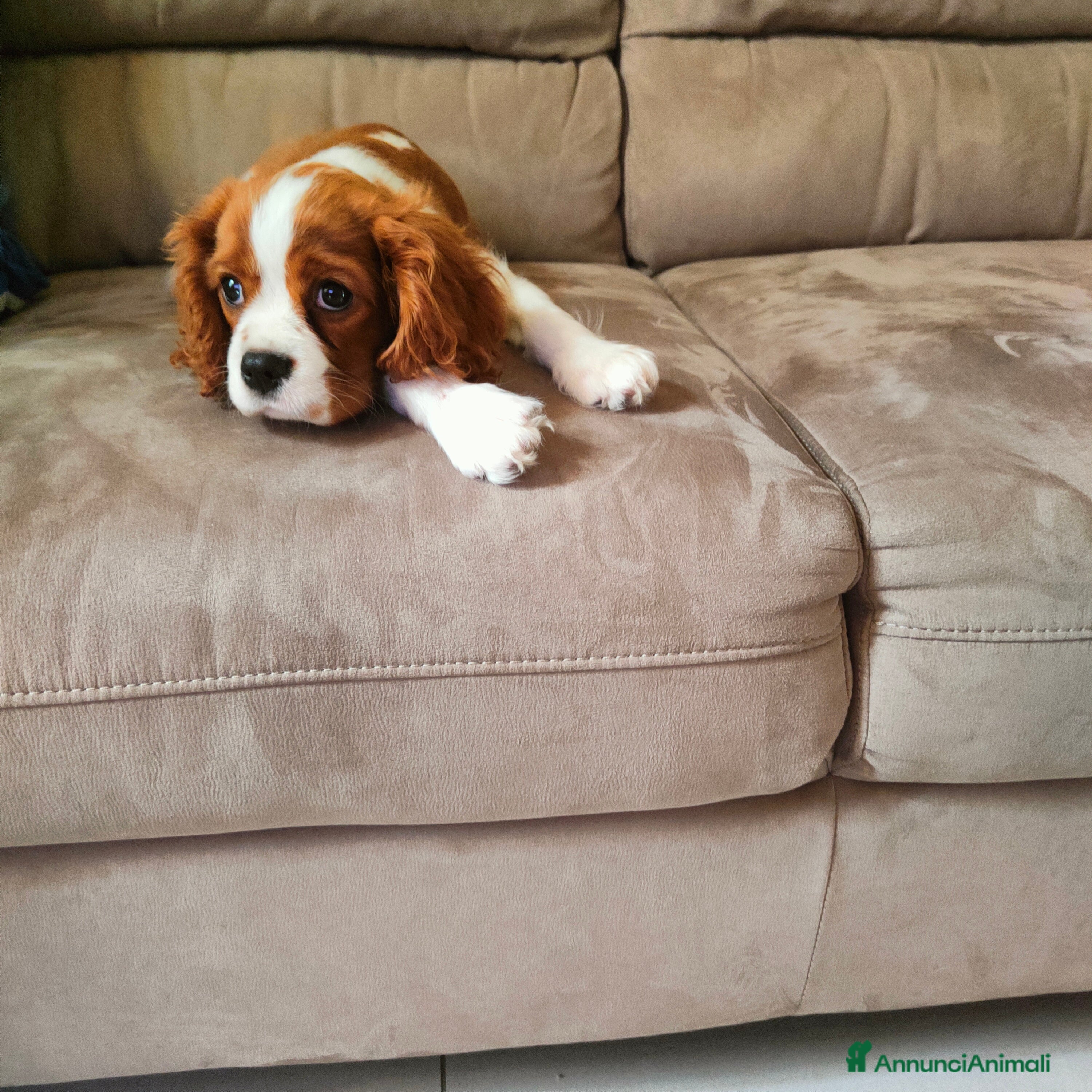 Cavalier King cani Vendo bellissimo cucciolo di cavalier king maschio - Annuncio 1