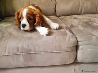 Cavalier King cani Vendo bellissimo cucciolo di cavalier king maschio - Annuncio 1