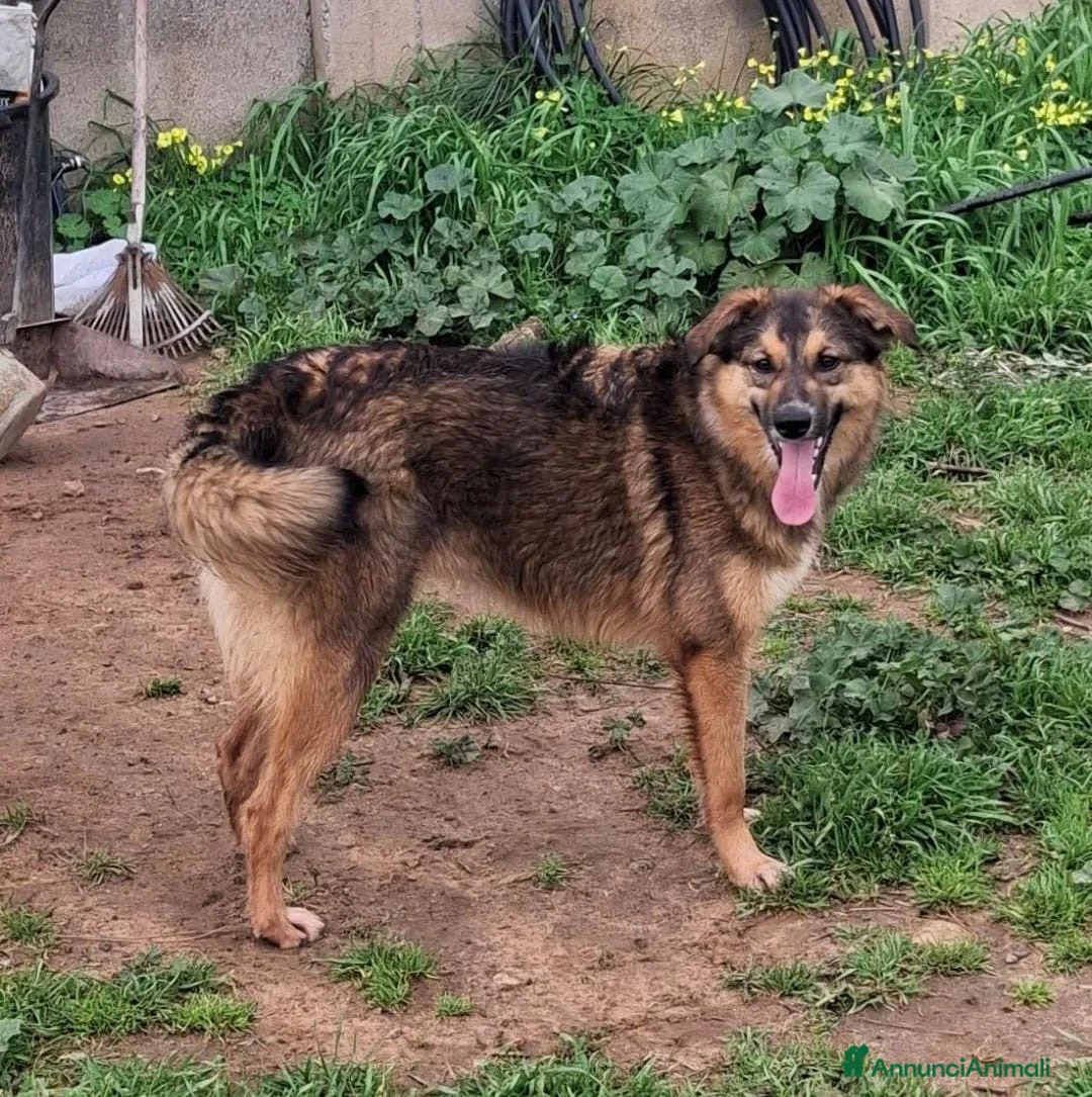 Meticcio cani in regalo: BRENDA 🩷 - cucciola che sorride!Ancora nel box 😢 a Provincia di Mantova - Annuncio 2