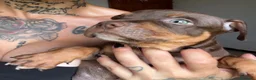 Pitbull cani in vendita: Cuccioli di Pit Bull con Pedigree anche a rate - Annuncio 12