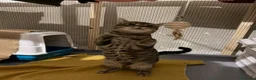 Europeo gatti in regalo: TIGRO, adorabile gatto da adottare! - Annuncio 3